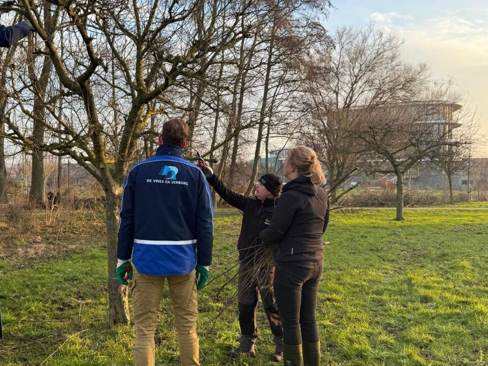 Jaarlijkse bomensnoeidag Parel in de Polder 1 (2)