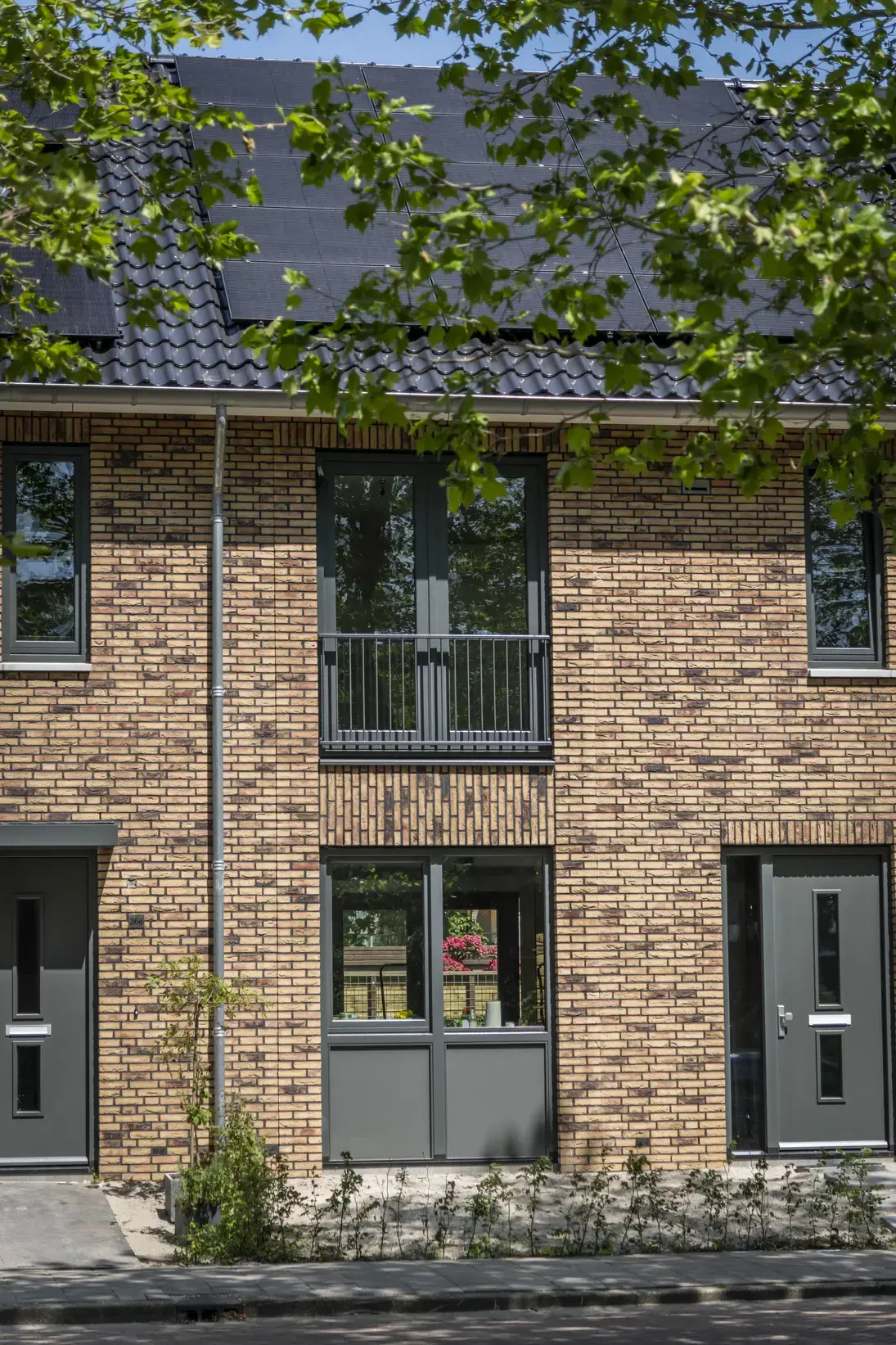 W Plataan  Berkenwoude 4631